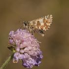 Spätsommer-Würfel-Dickkopffalter (männlich)