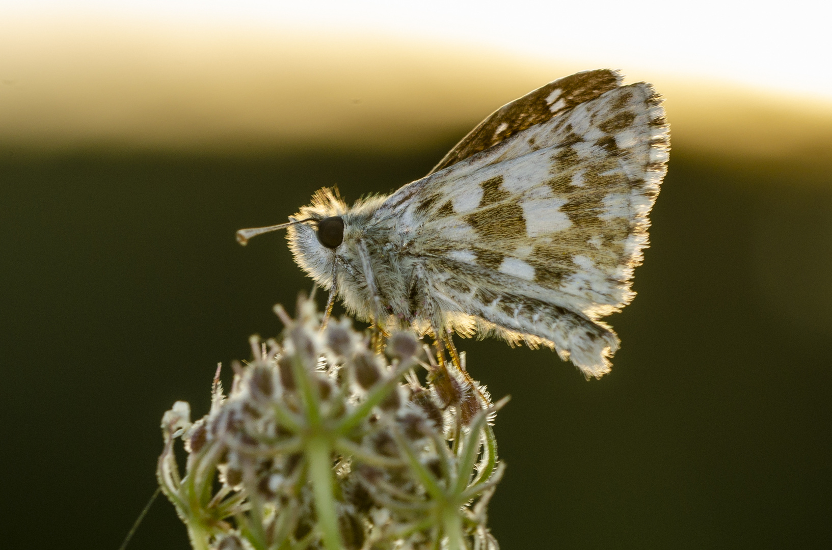 Spätsommer-Würfel-Dickkopffalter (Pyrgus cirsii)