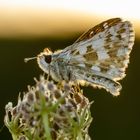 Spätsommer-Würfel-Dickkopffalter (Pyrgus cirsii)