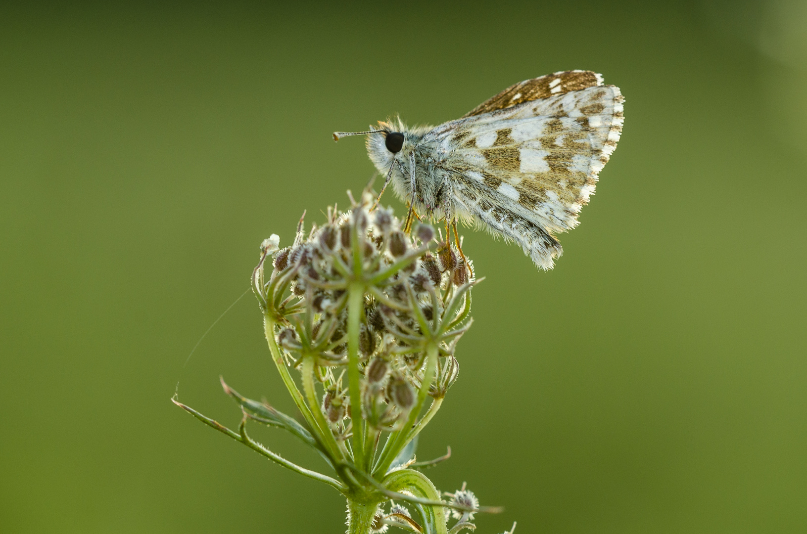 Spätsommer- Würfel-Dickkopffalter (Pyrgus cirsii)