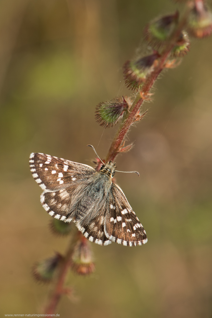 Spätsommer-Würfel-Dickkopffalter (weiblich)