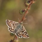 Spätsommer-Würfel-Dickkopffalter (weiblich)