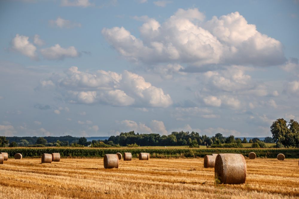 Spätsommer_6170