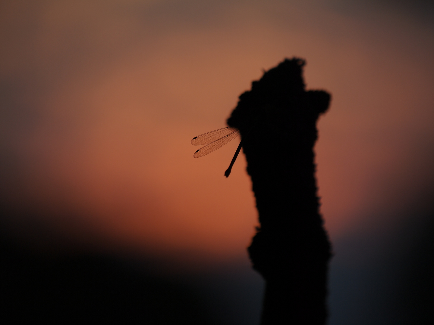 spätsommerabend