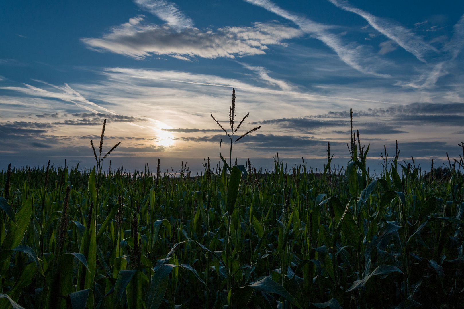 Spätsommerabend die Sonne verabschiedet sich