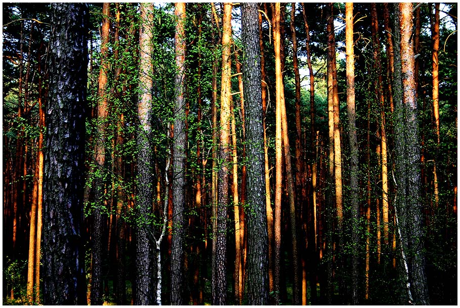 Spätsommerabend im Wald