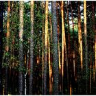 Spätsommerabend im Wald