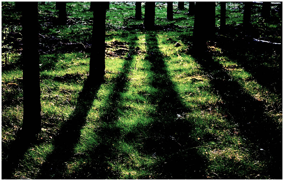 Spätsommerabend im Wald II