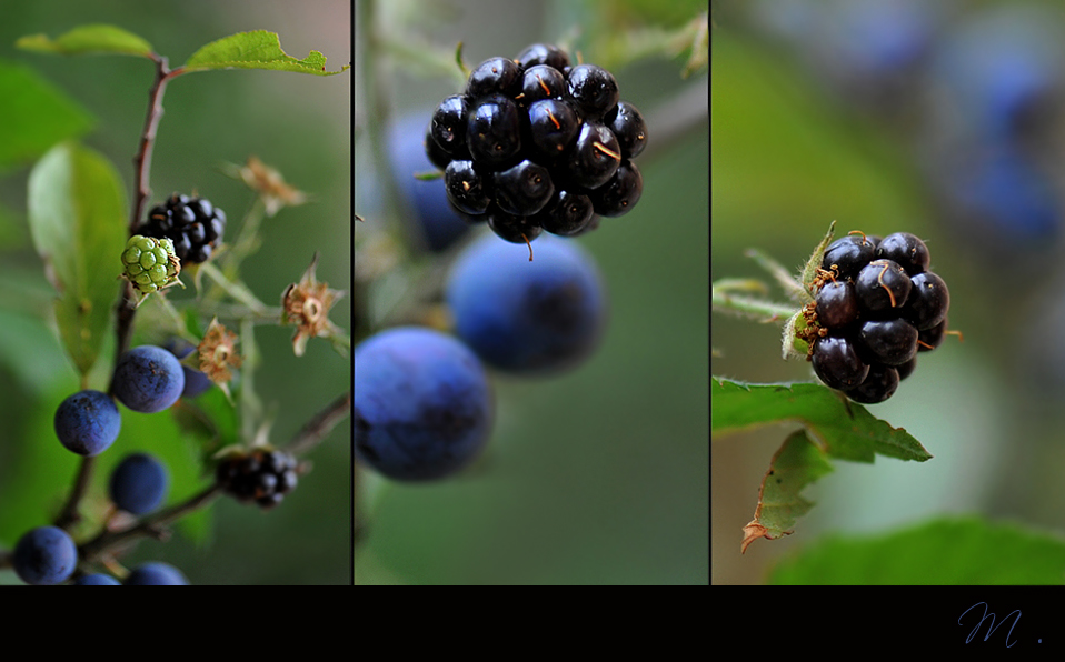 SpätsommerBlau