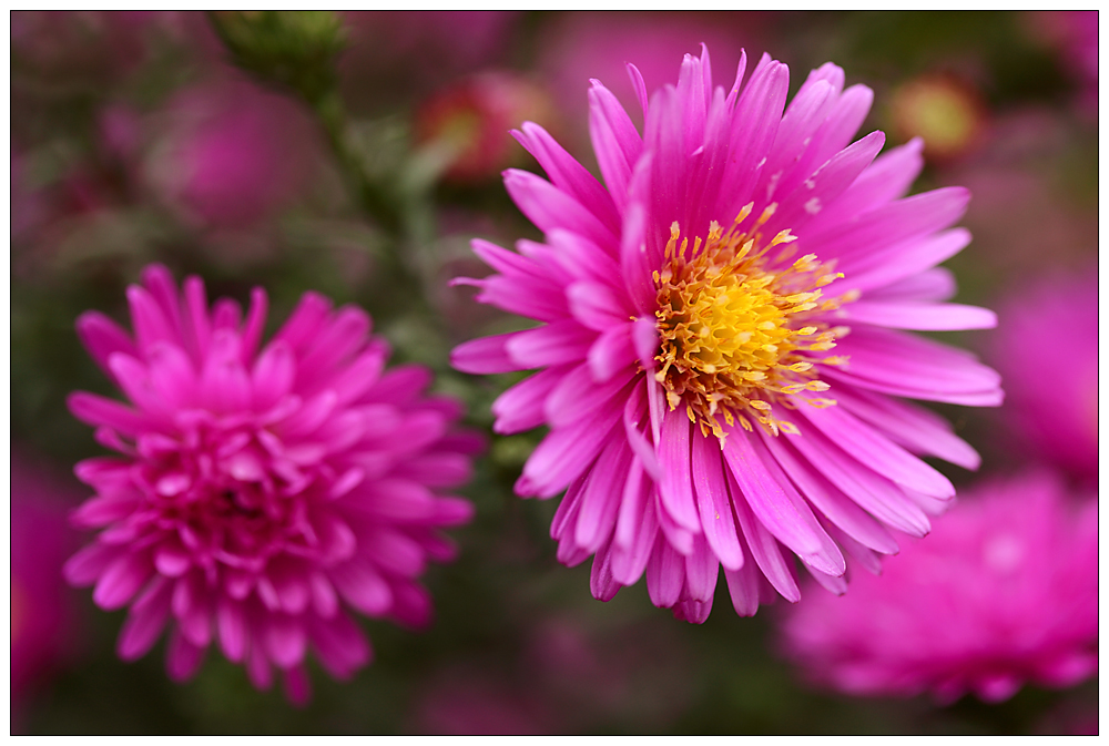 Spätsommerblümchen