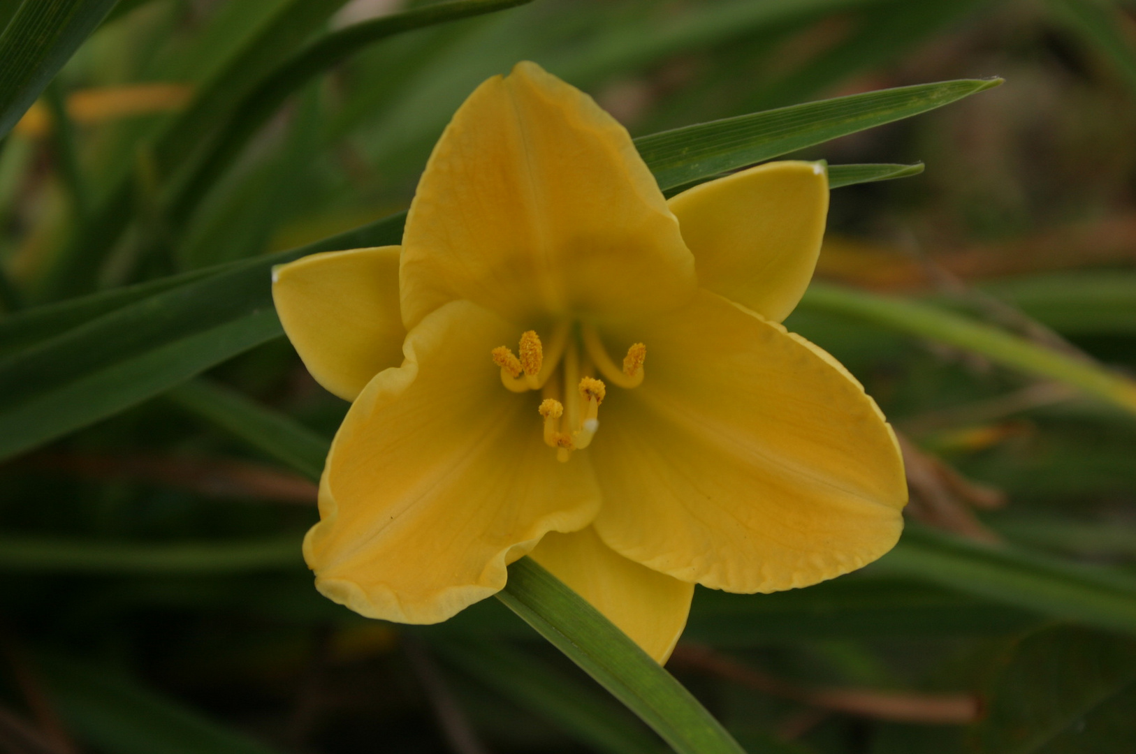 Spätsommerblümchen