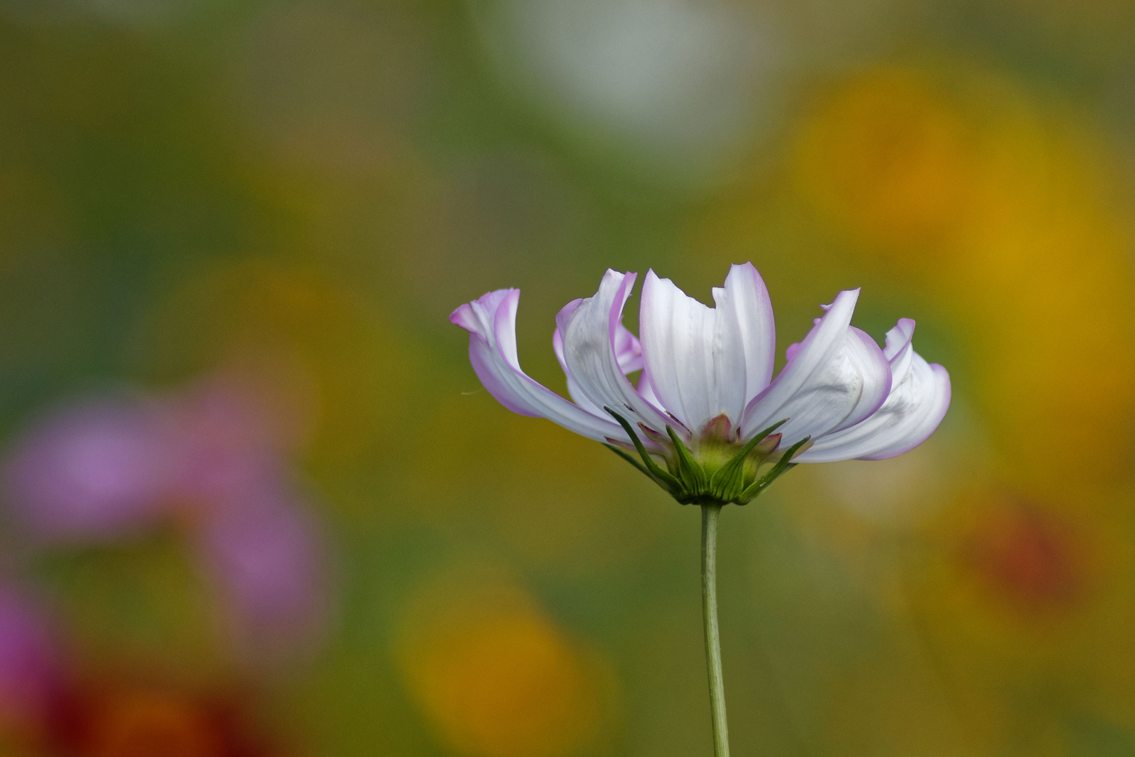 Spätsommerblüte #1