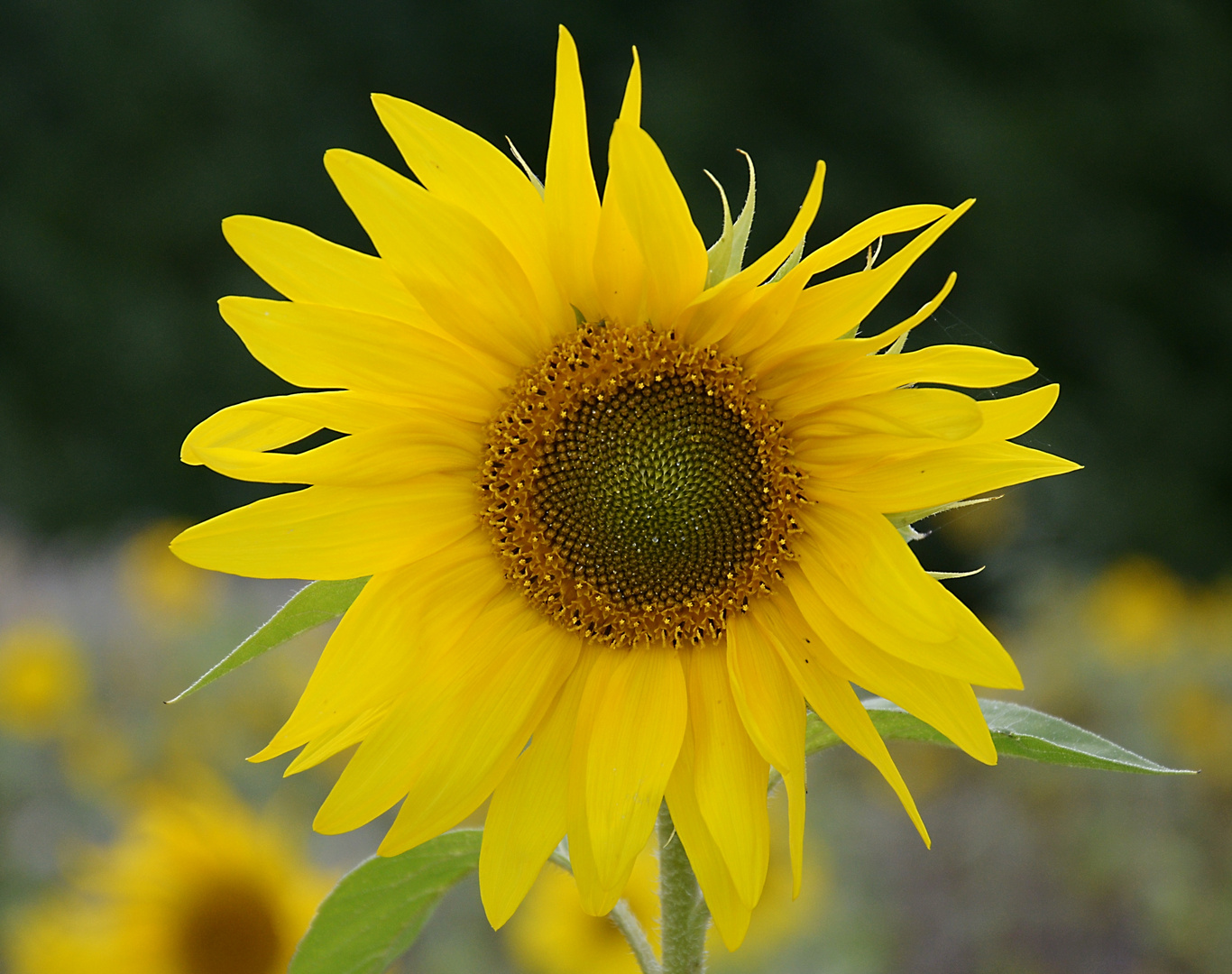 Spätsommerblüte