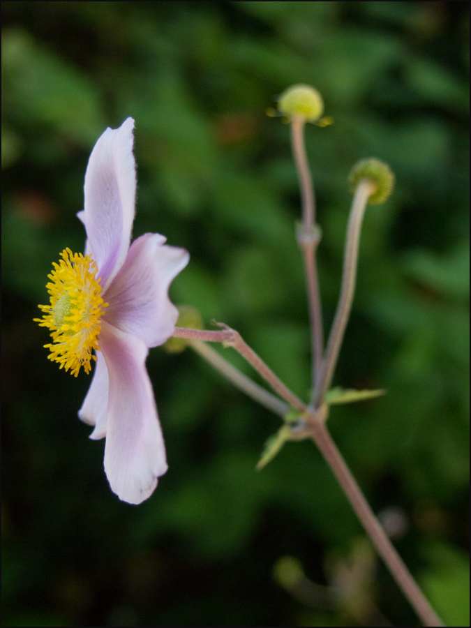 Spätsommerblüte