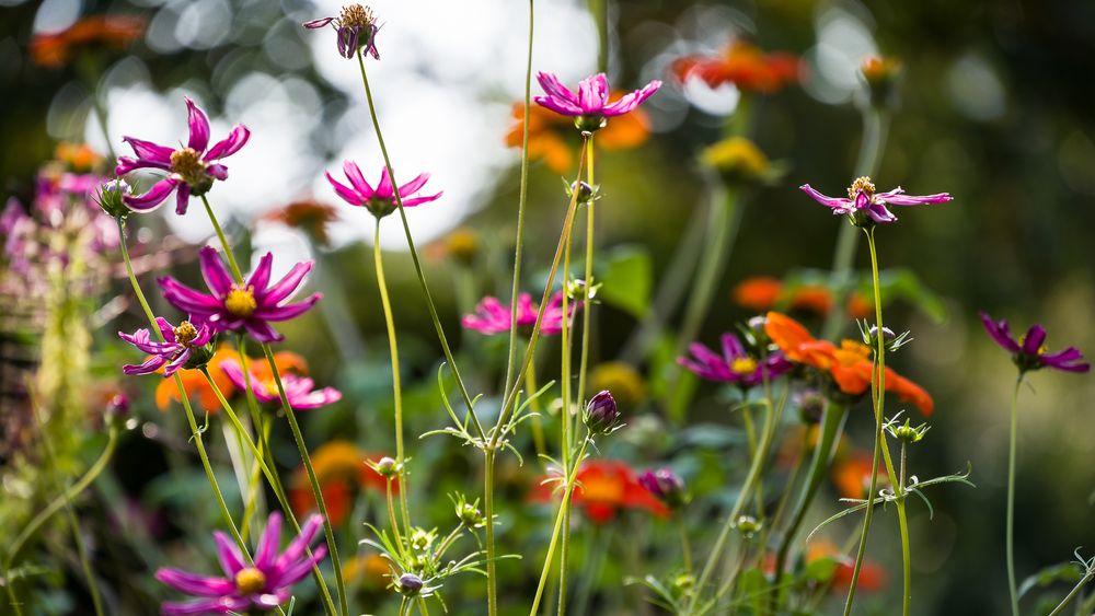 Spätsommerblüten