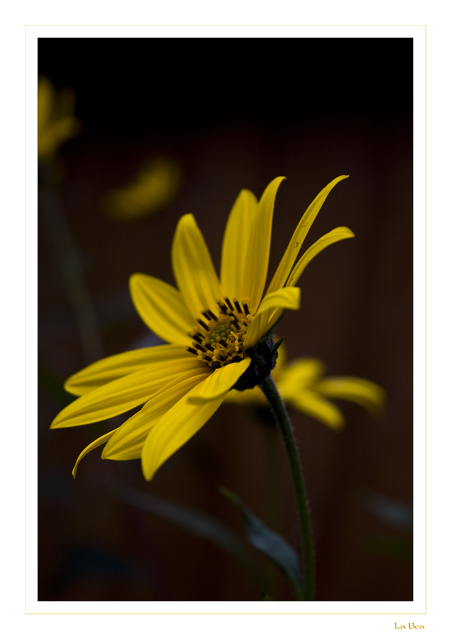 Spätsommerblume