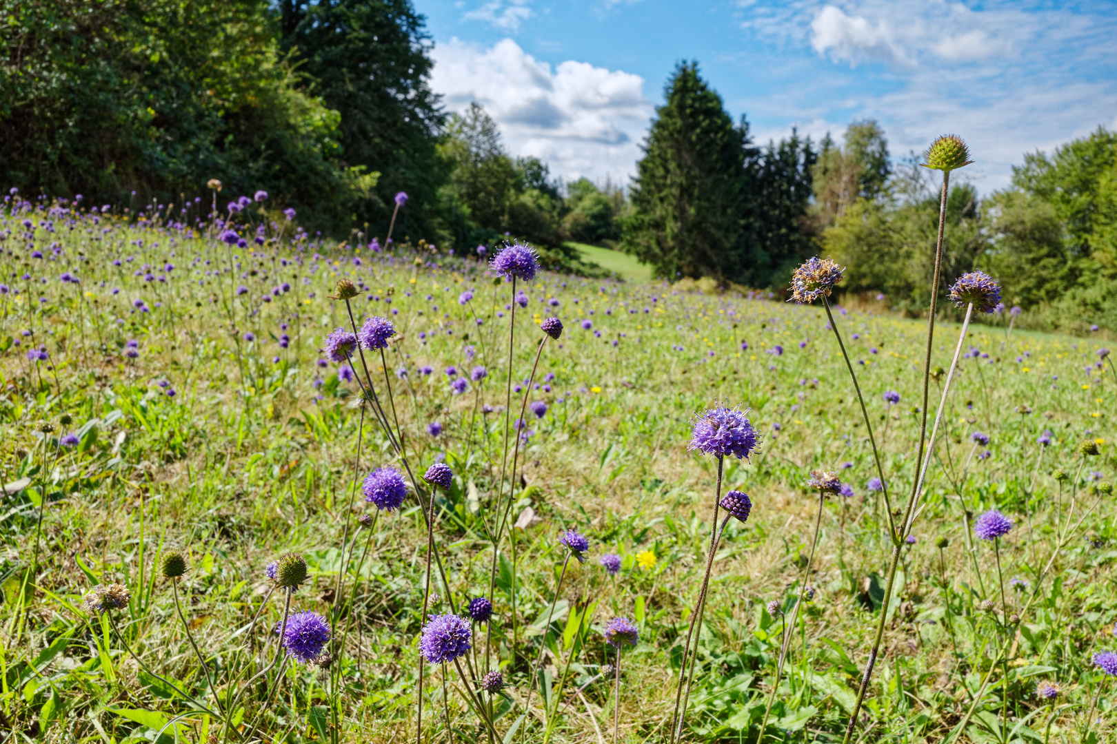 Spätsommerblumen