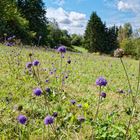 Spätsommerblumen