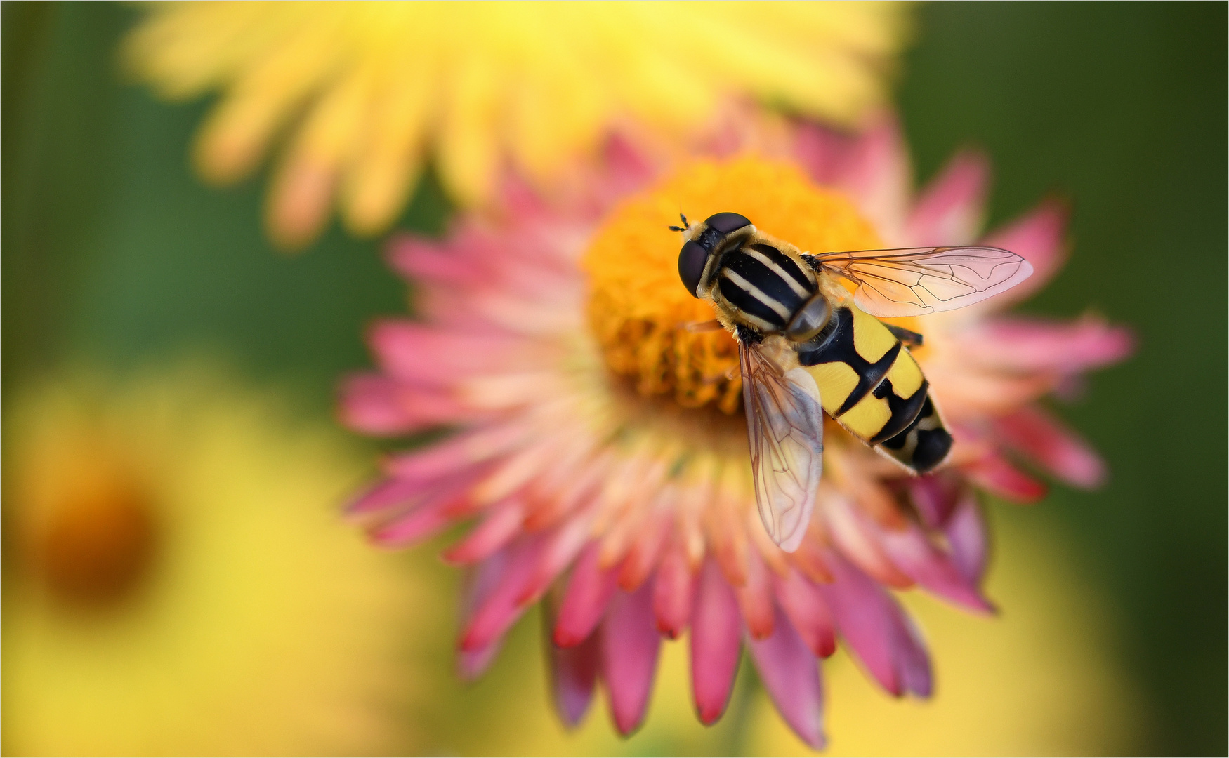 *Spätsommer°Farben & Schwebi*