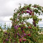 Spätsommerfrüchtchen