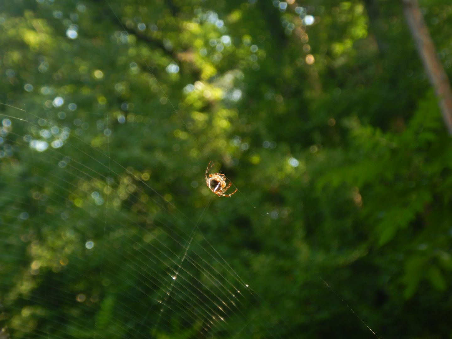 Spätsommerfrühherbstspinne