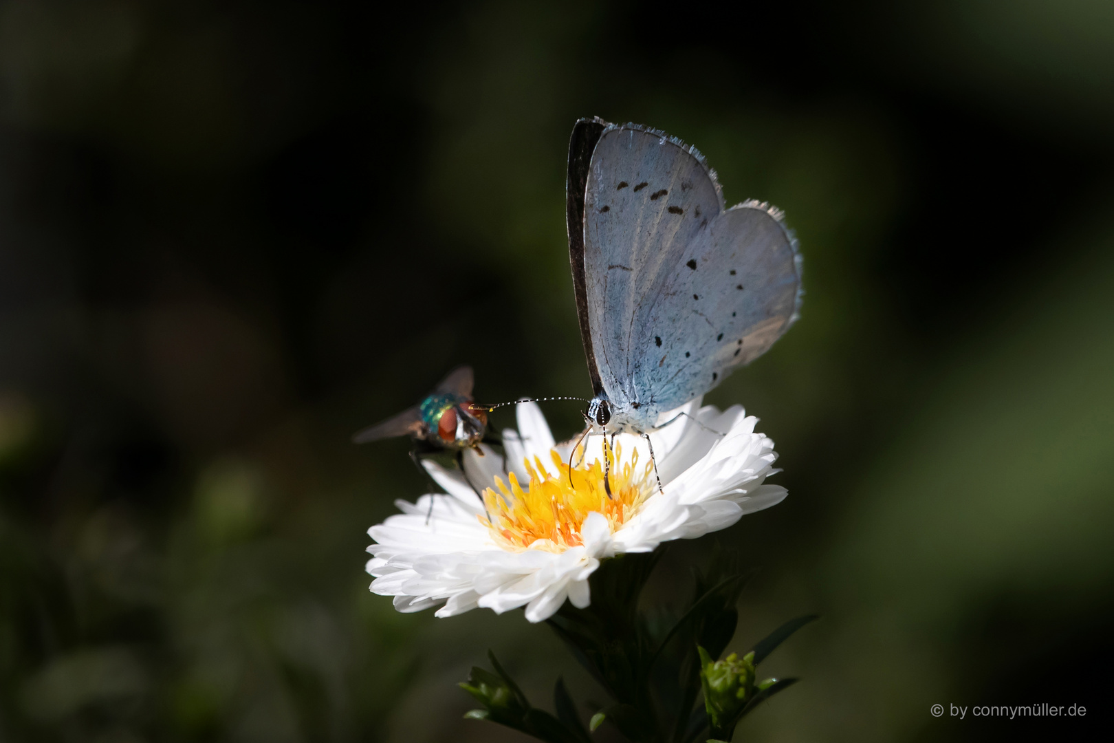 Spätsommergruß