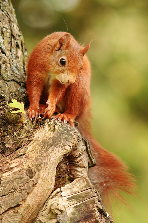 Spätsommerhörnchen