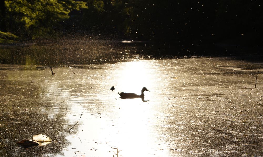 Spätsommerimpression