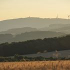 Spätsommerimpression vom Pfälzerwald