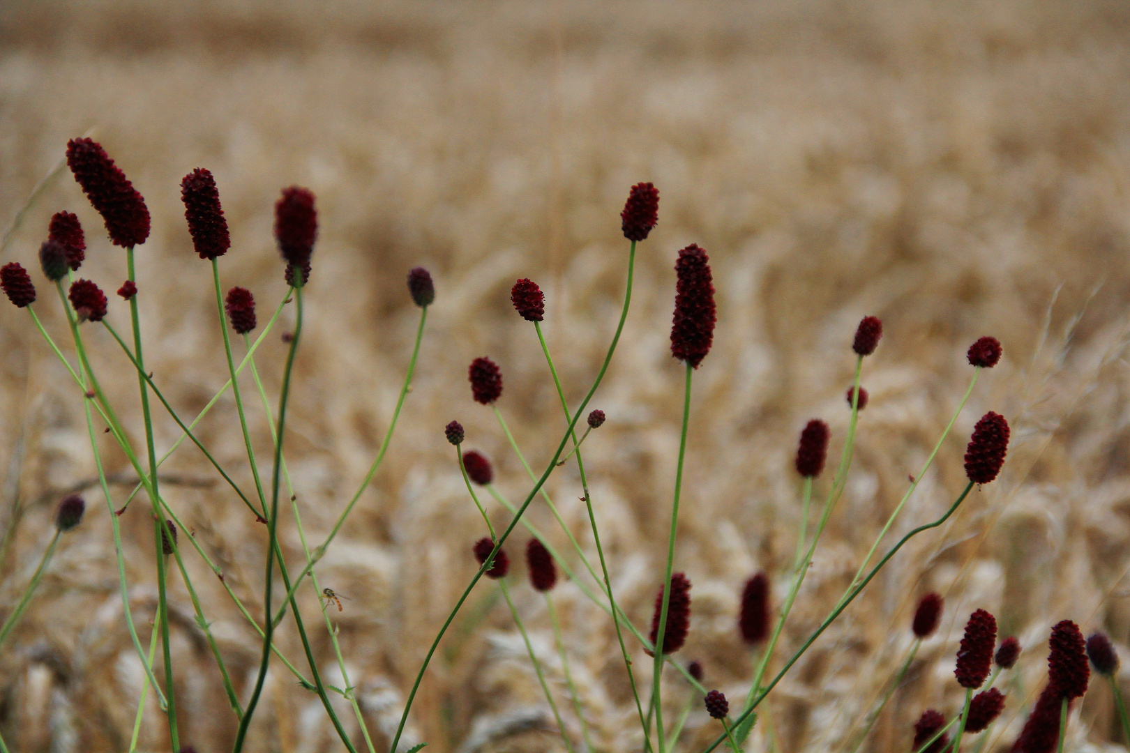 Spätsommerimpressionen