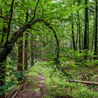 Spätsommerimpressionen auf dem Waldpfad