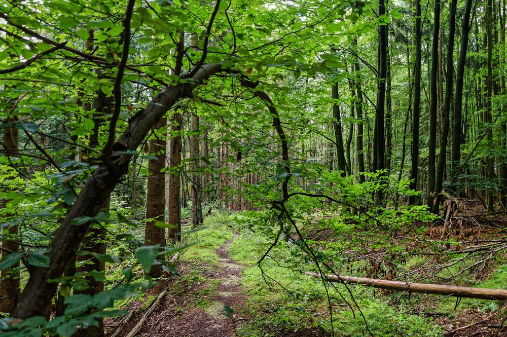 Spätsommerimpressionen auf dem Waldpfad