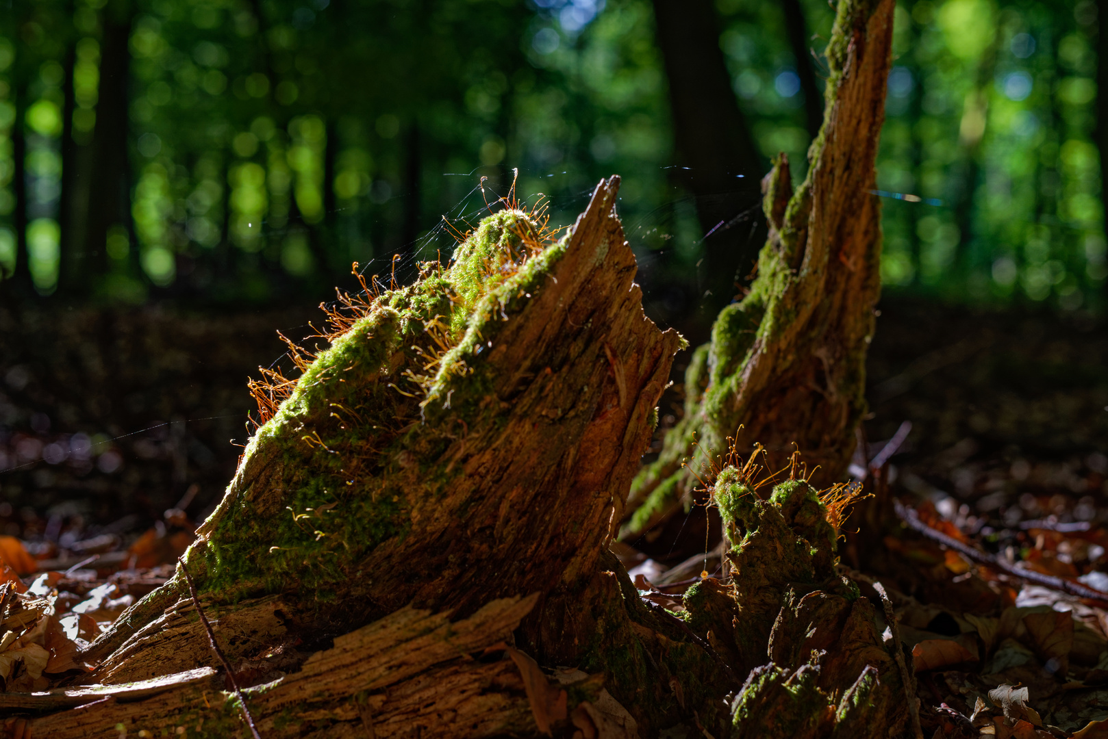 Spätsommerimpressionen im Wald