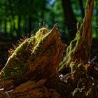 Spätsommerimpressionen im Wald