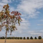 Spätsommerlandschaft