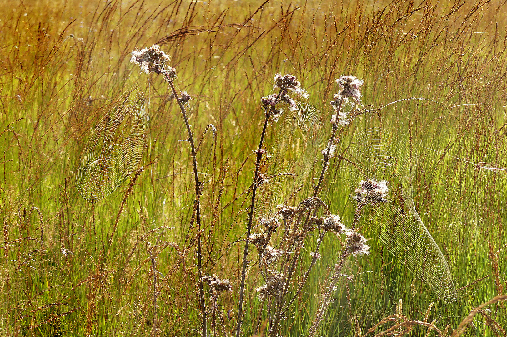 Spätsommerlich