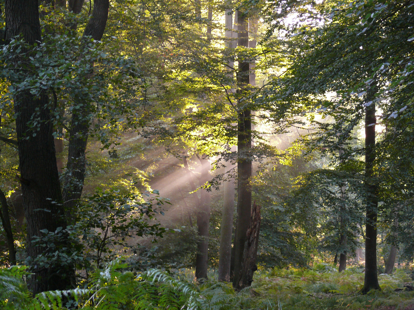 Spätsommerlich oder frühherbstlich