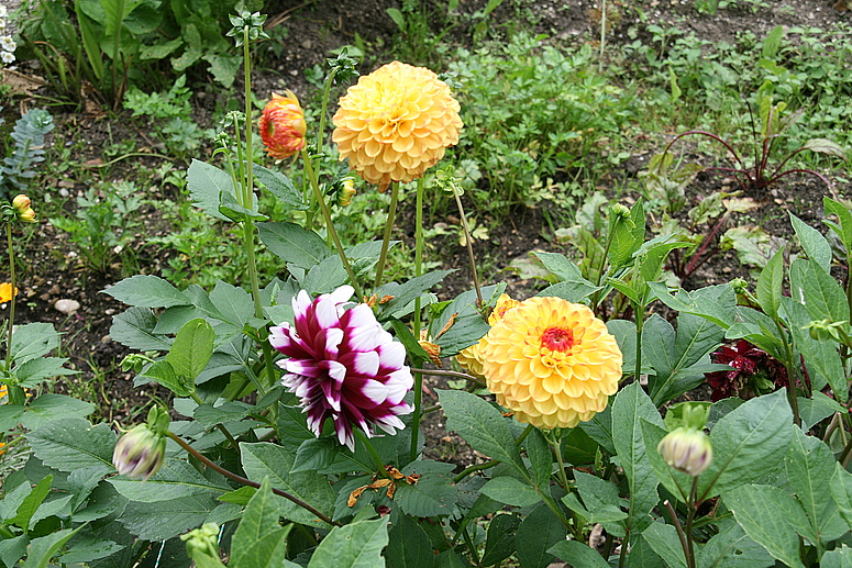 Spätsommerliche Gartenblumen