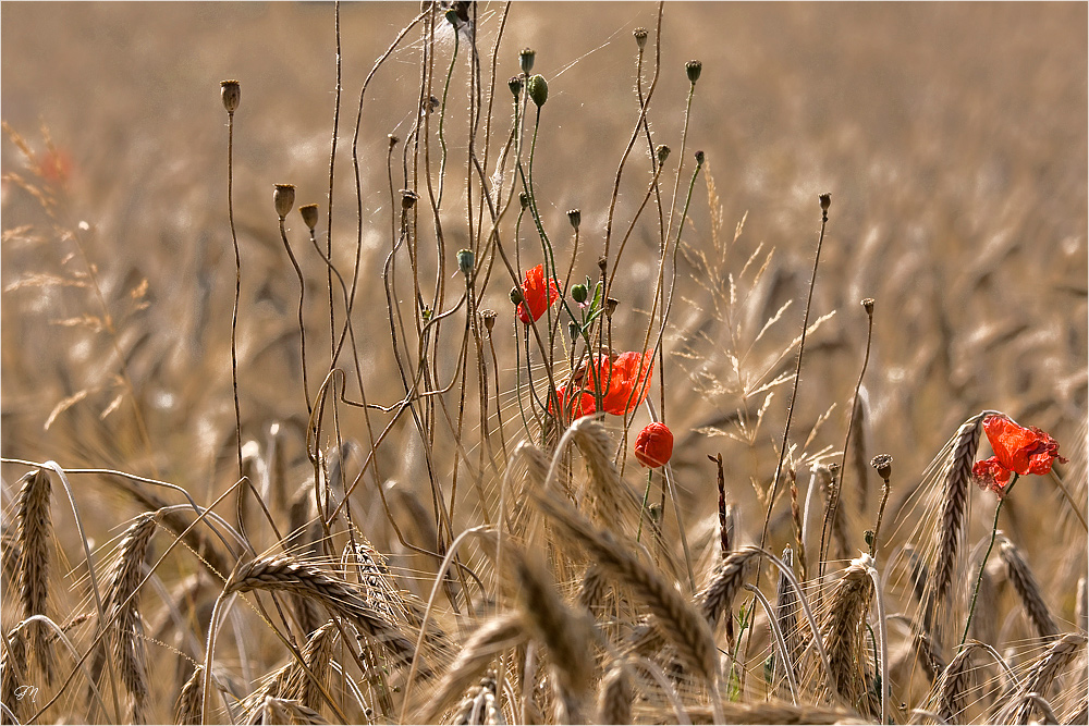 Spätsommerliche Impressionen