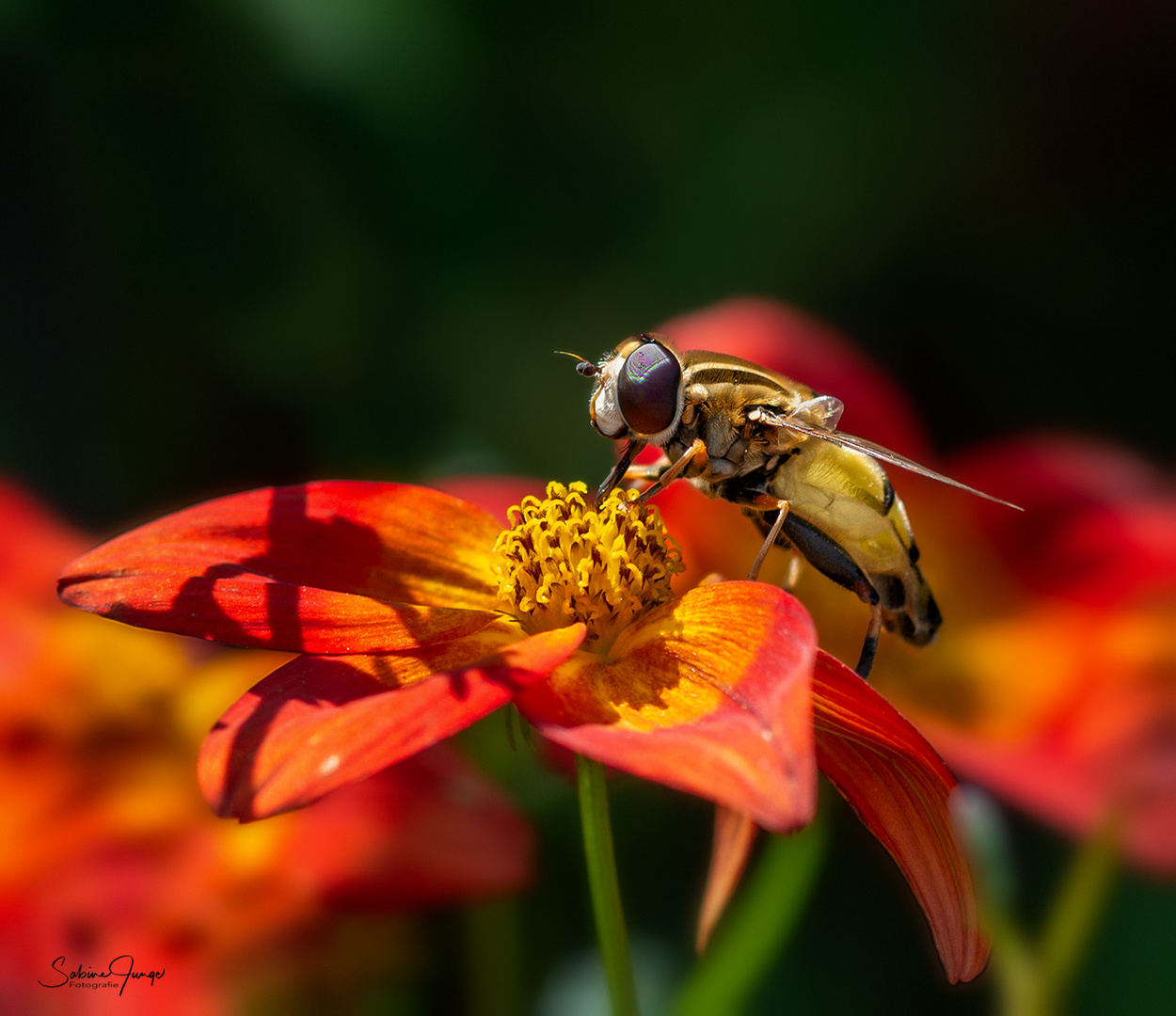 spätsommerliche Nachlese