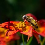 spätsommerliche Nachlese