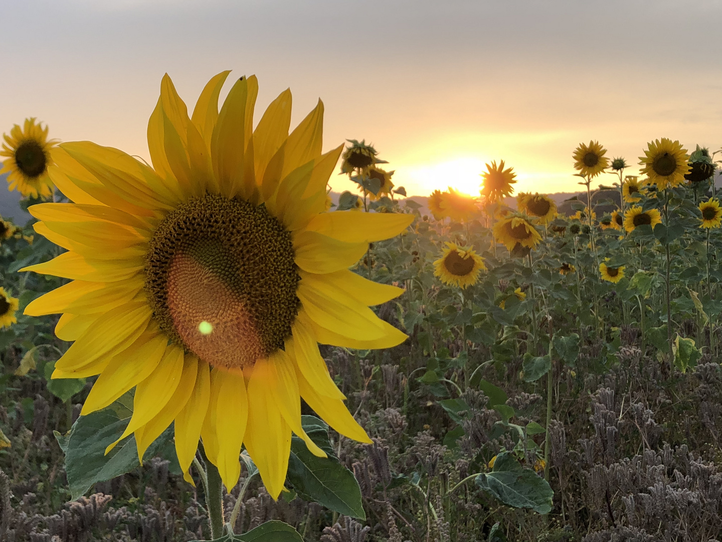 Spätsommerliche Sonnenblumenreflektionen 