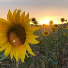 Spätsommerliche Sonnenblumenreflektionen 