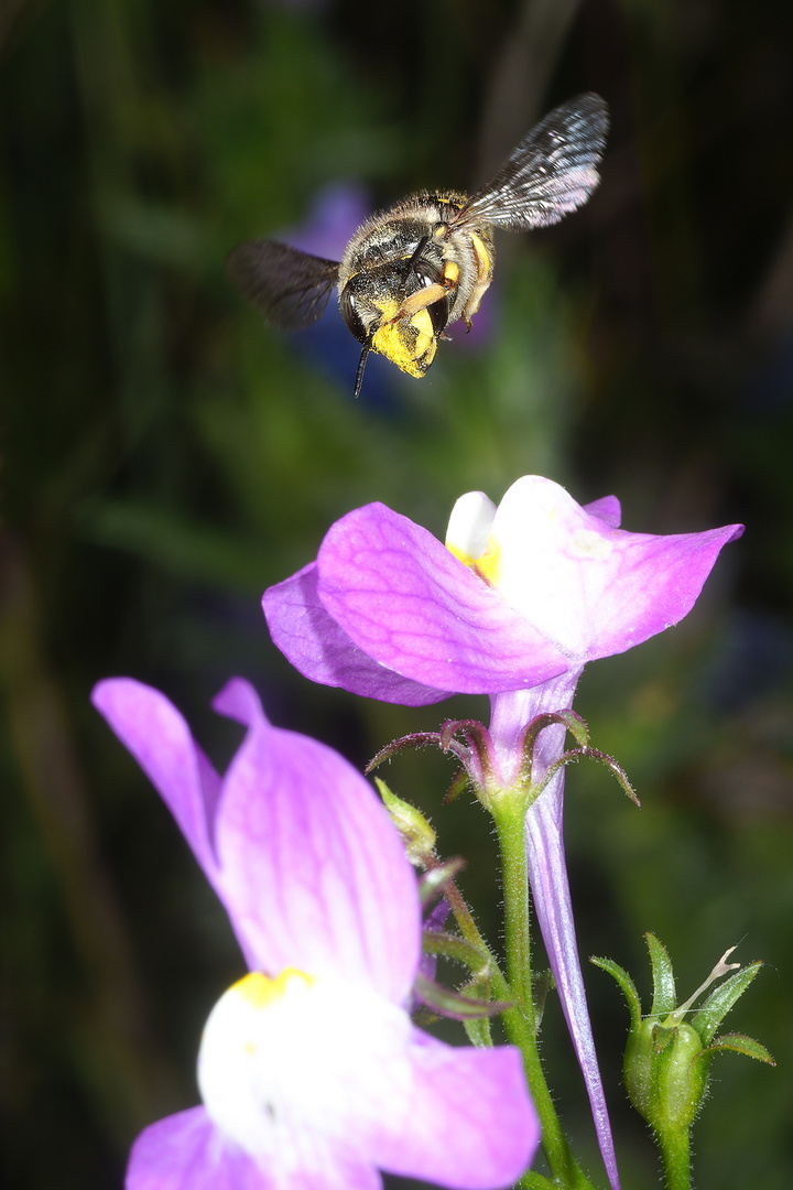 Spätsommerliche Wollbiene