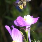 Spätsommerliche Wollbiene