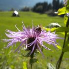 spätsommerlicher Besucher