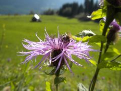 spätsommerlicher Besucher