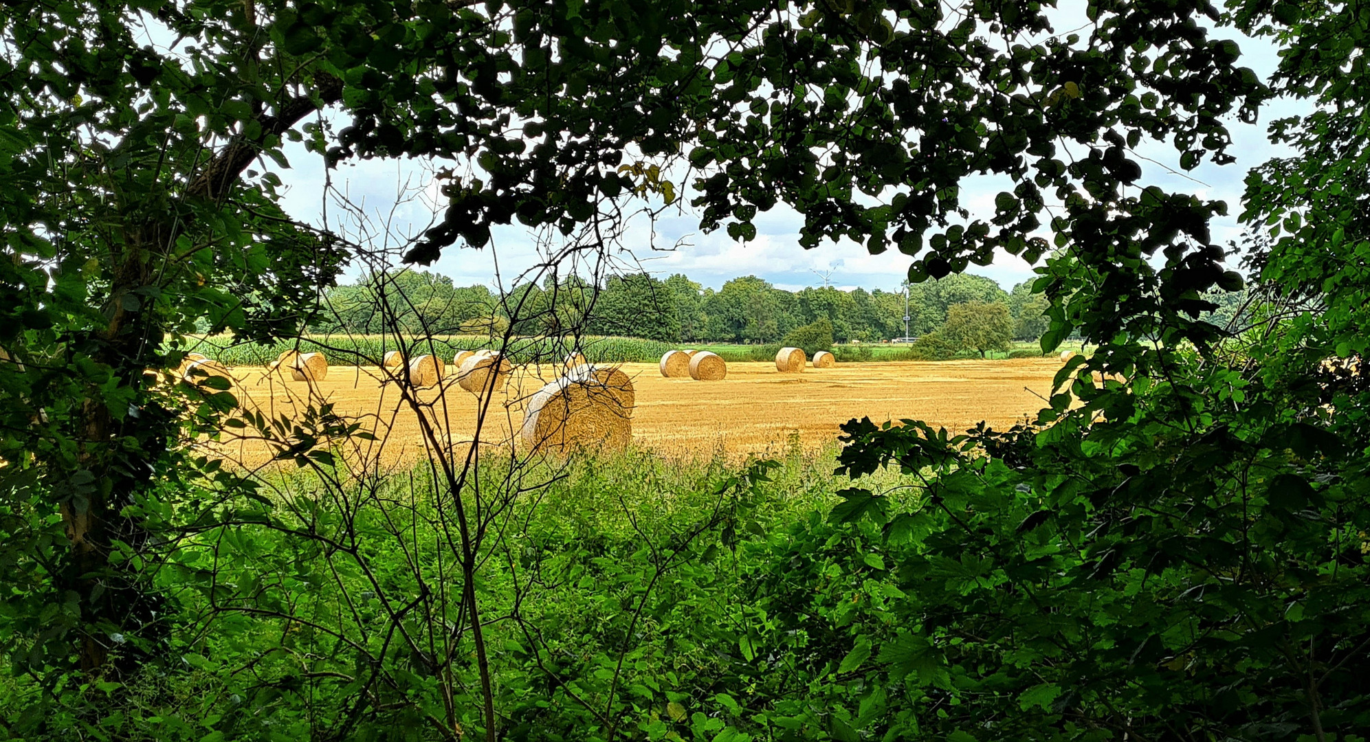 Spätsommerlicher Durchblick