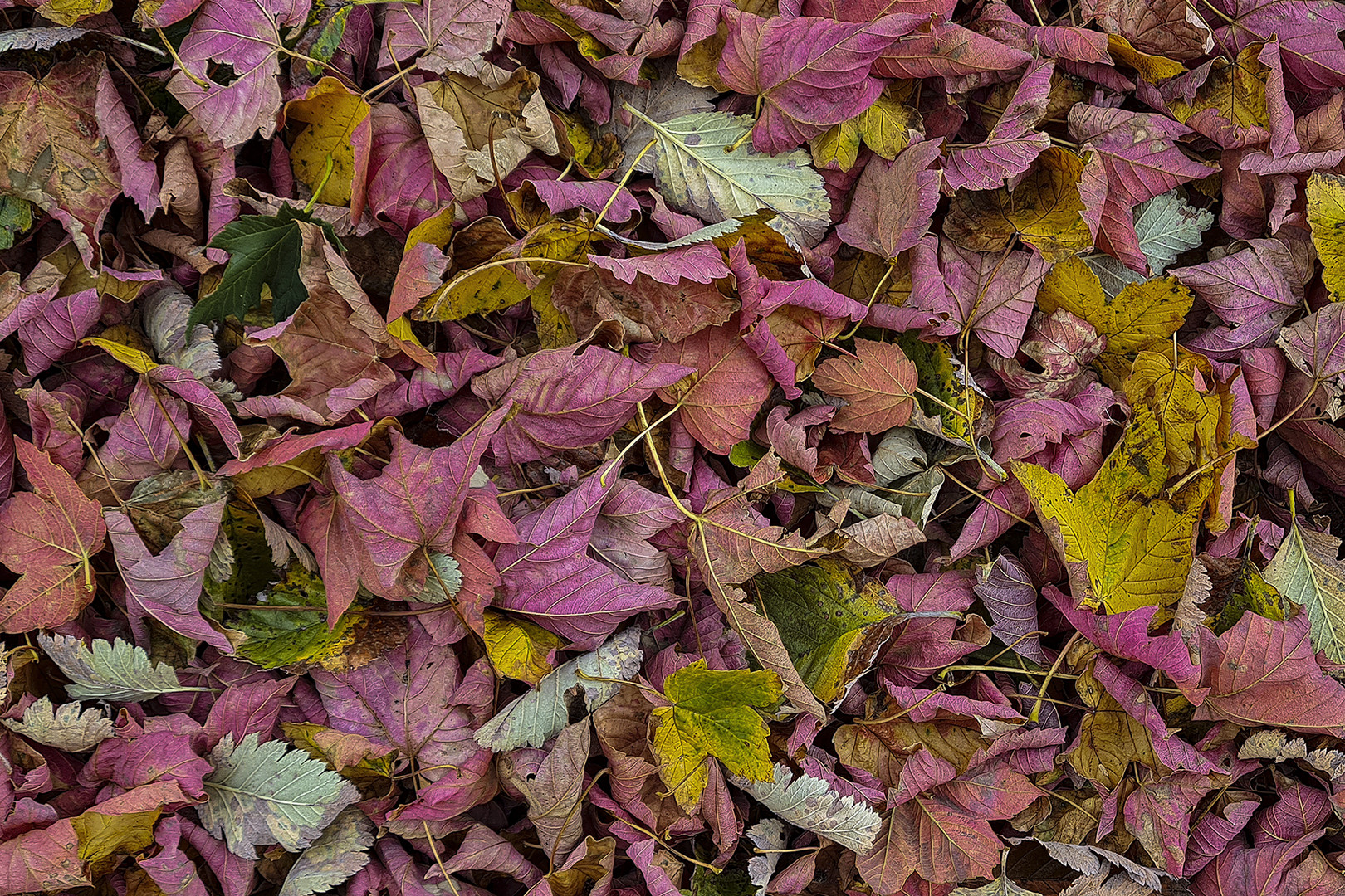 Spätsommerlicher Frühherbst