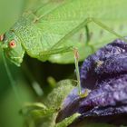 Spätsommerlicher Gast klagt über Gelenkschmerzen